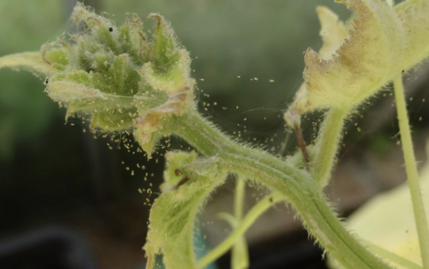 Павутинний кліщ Павутинний кліщ