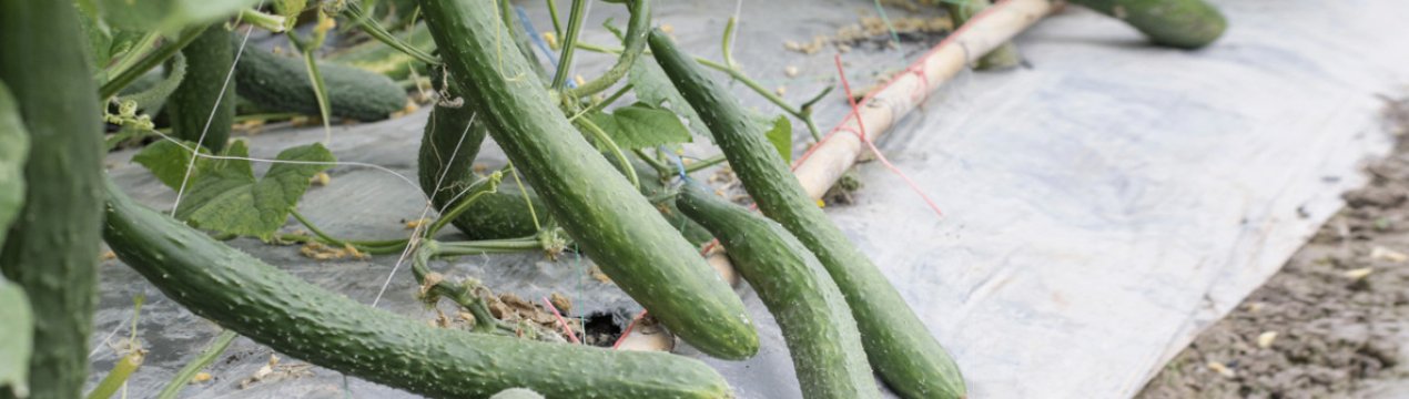 Огірки сорту Китайський змій: характеристика, вирощування і догляд