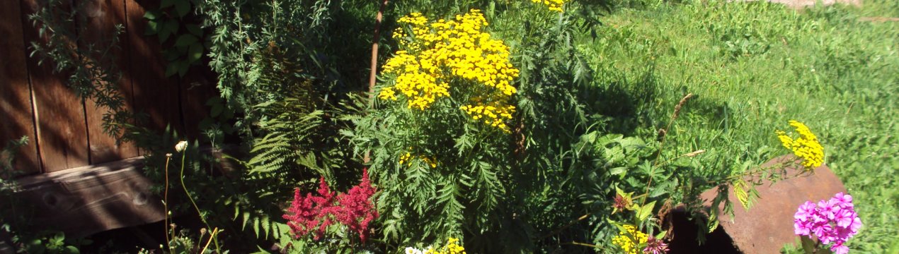 Німецькі фермери проміняють хімію на лазер