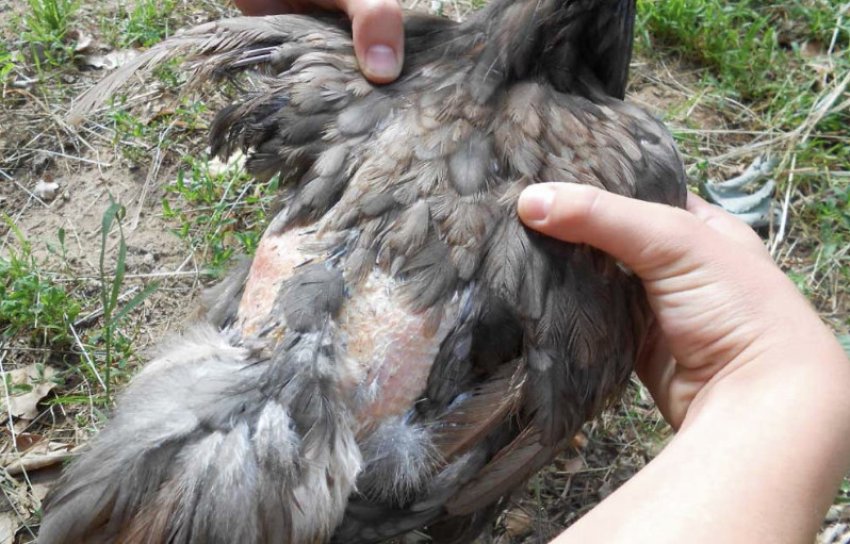 Паразити у курей