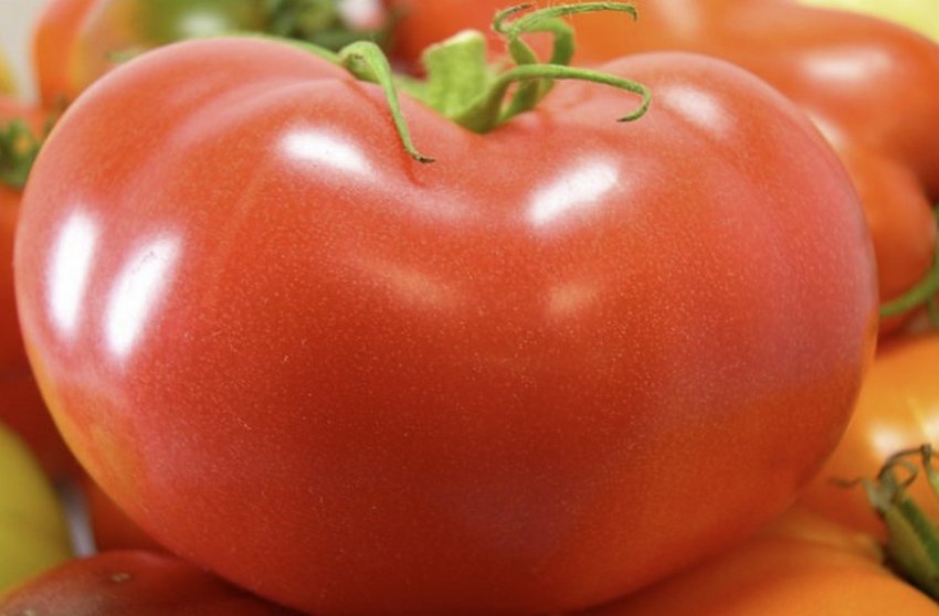 Томат Товстуха Томат Товстуха