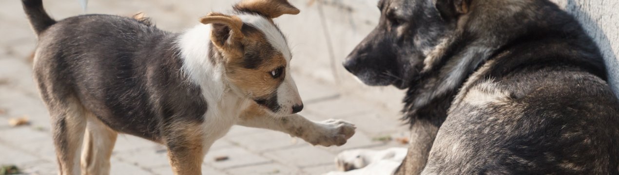 В Україні домашніх тварин будуть вакцинувати з повітря