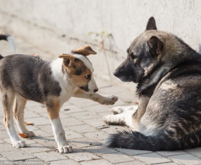 В Україні домашніх тварин будуть вакцинувати з повітря