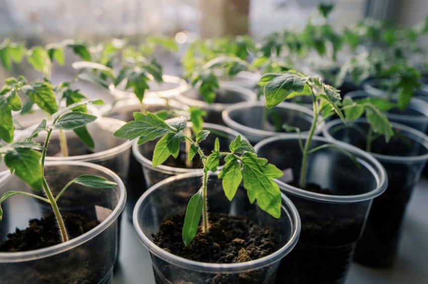 Розсада томатів Розсада томатів