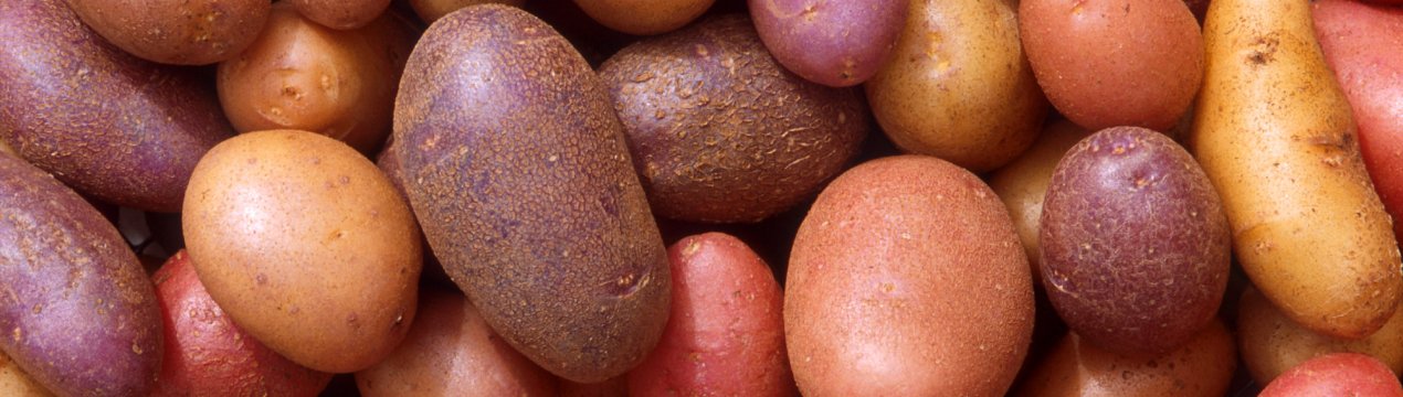 Росія і Китай мають намір створити сверхуникальные сорти картоплі та бобових