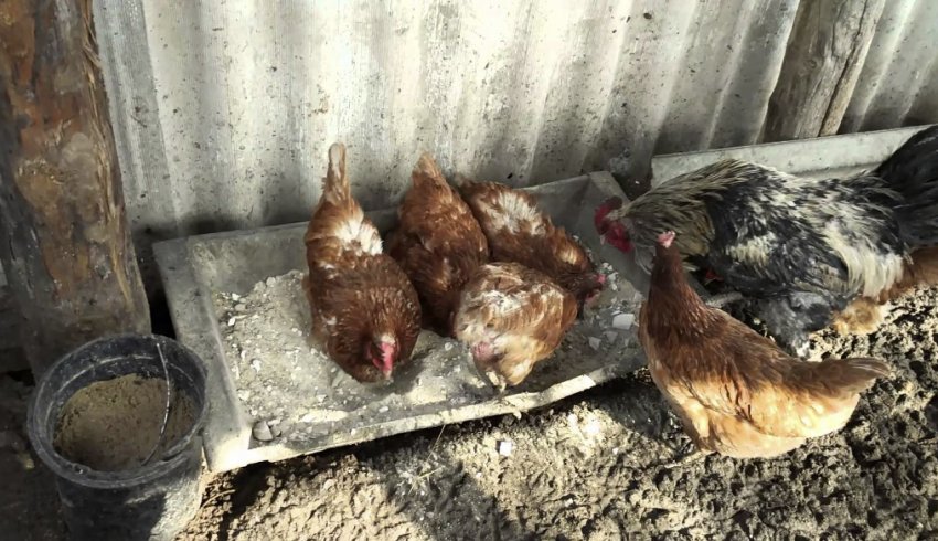 Кури купаються в золі