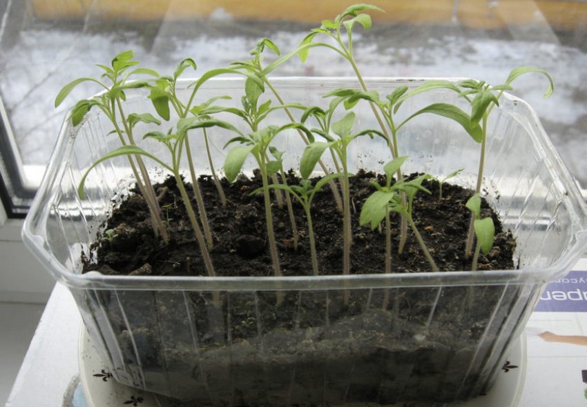 Розсада томатів Розсада томатів