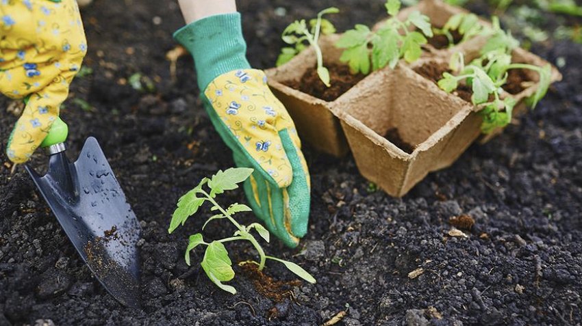 Висадка розсади на постійне місце Висадка розсади на постійне місце