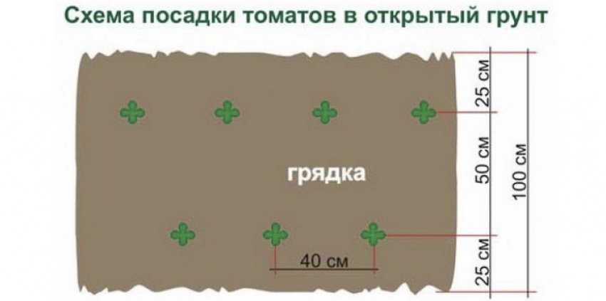 Схема посадки томатів Схема посадки томатів