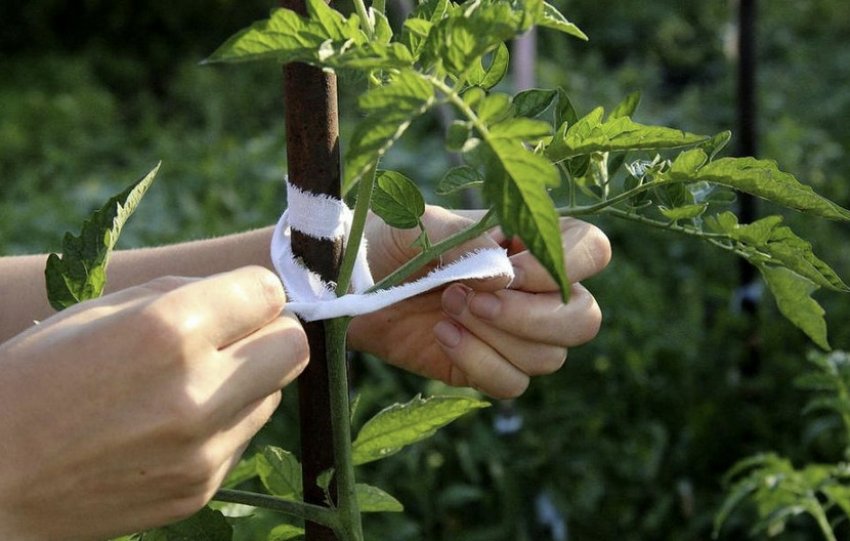 Підв'язування кущів томатів Підв'язування кущів томатів