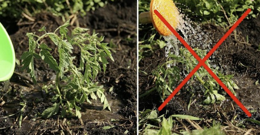 Полив томатів Полив томатів