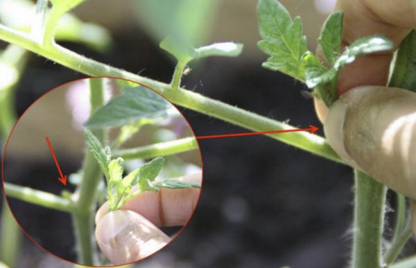 Пасинкування помідорів Пасинкування помідорів