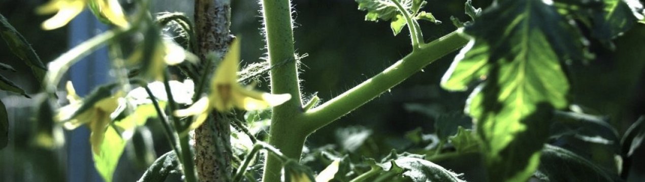 Помідори Товстуха: опис, агротехніка вирощування