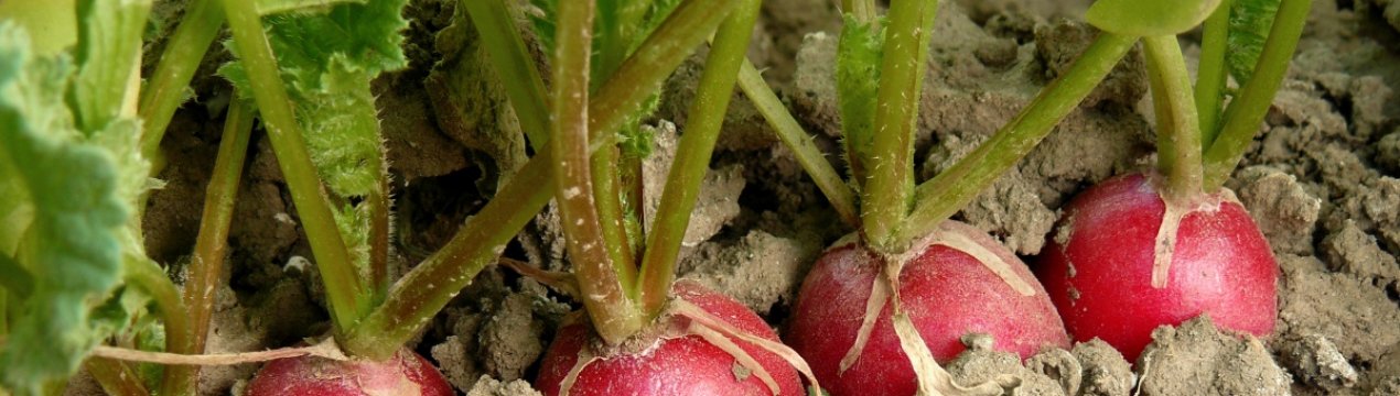 Можна садити редиску під зиму