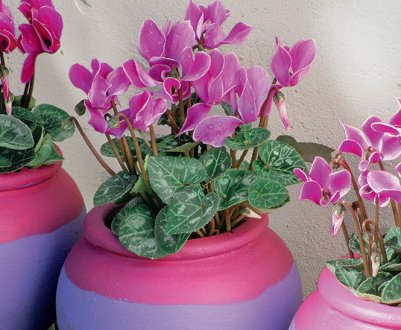 Особливості поливу цикламена в домашніх умовах