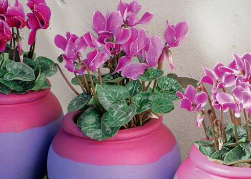 Особенности полива цикламена в домашних условиях