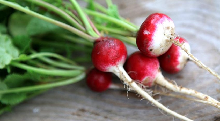 Редис Рожево-червоний з білим кінчиком