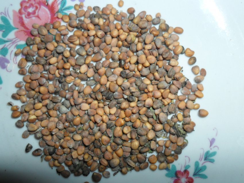 Насіння редиски