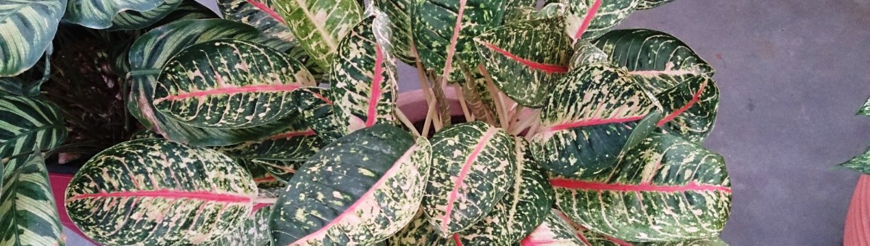 Опис та види маранти