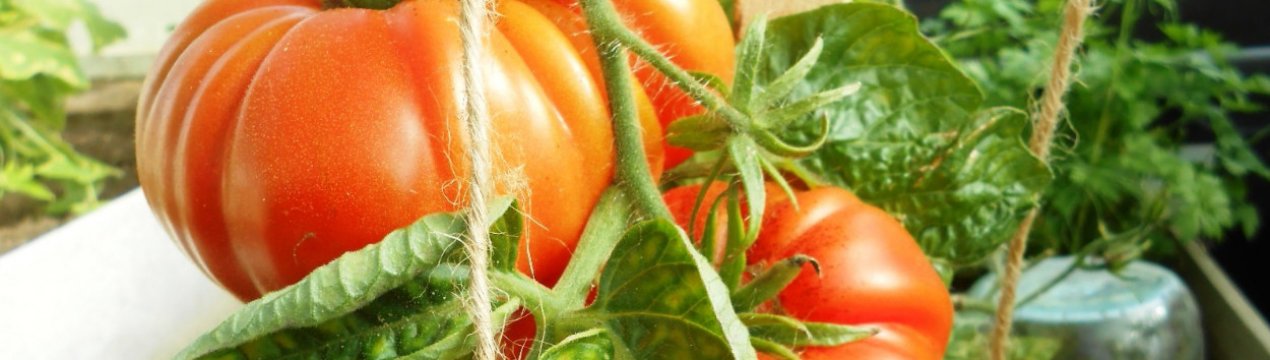 Помідори Алтайський шедевр: опис, секрети успішного вирощування