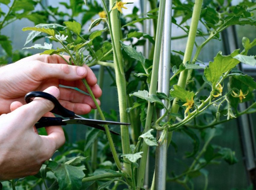 Пасинкування