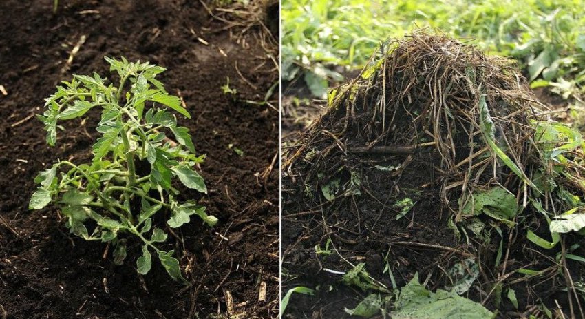 Догляд за ґрунтом