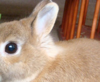 Ангорський декоративний кролик: опис породи, догляд, утримання та годування