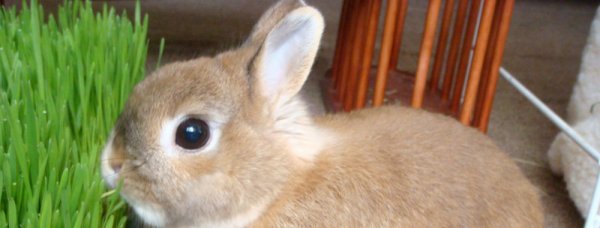 Подробное описание и характеристика ангорского кролика