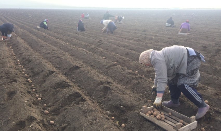 Посадка картоплі Посадка картоплі