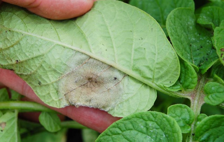 Фітофтора Фітофтора