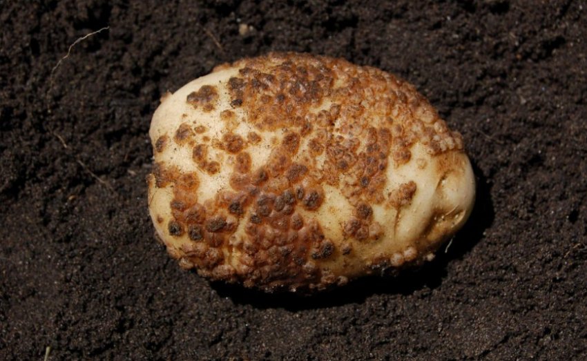 Порошистая парша картоплі Порошистая парша картоплі