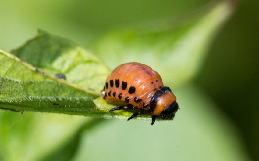 Личинки колорадського жука Личинки колорадського жука