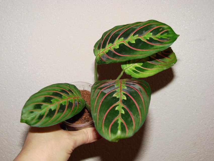 Маранта триколор Маранта триколор