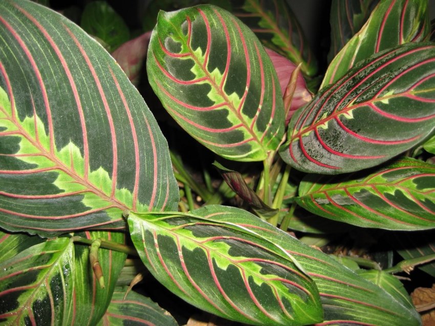 Маранта Маранта