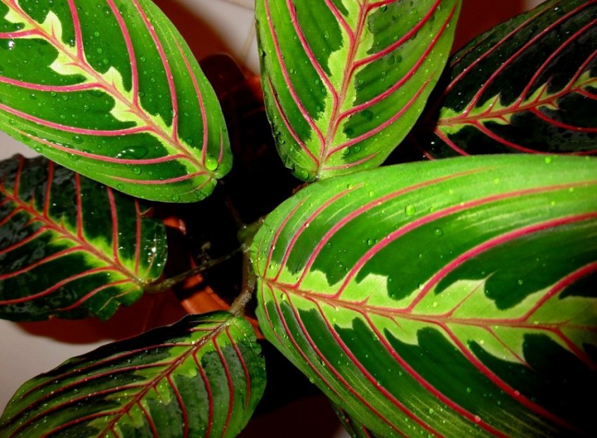 Обприскування листя маранти Обприскування листя маранти