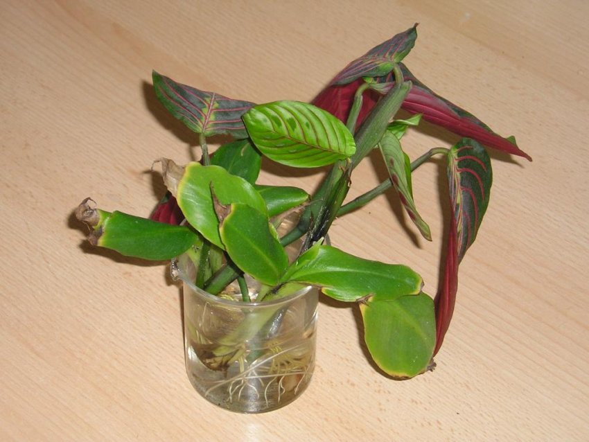 Розмноження маранти живцями Розмноження маранти живцями