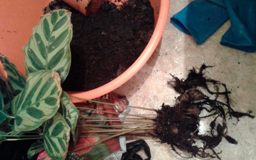 Розмноження маранти поділом коренів Розмноження маранти поділом коренів