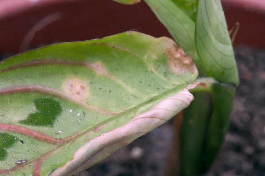 Червоний павутинний кліщ Червоний павутинний кліщ