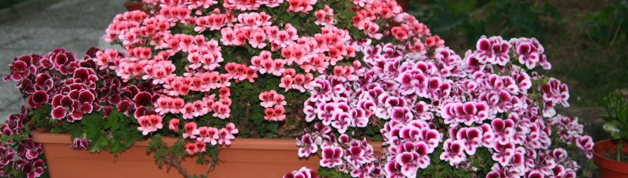 Як посадити і правильно доглядати за геранню