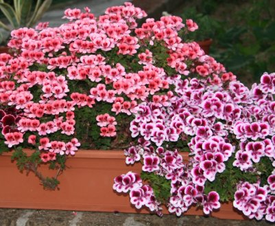 Як посадити і правильно доглядати за геранню