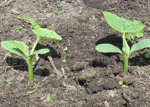 Посадка огірків у відкритий грунт