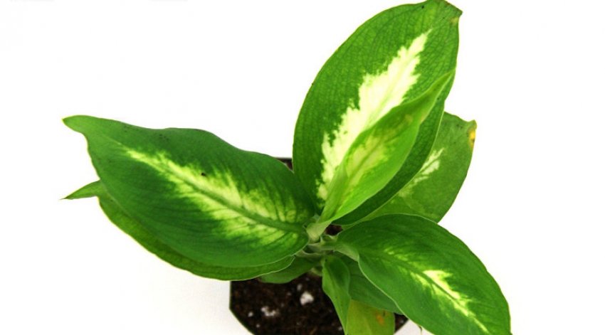 Диффенбахія Камілла