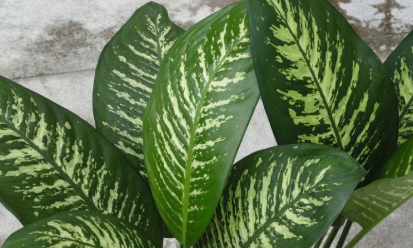 Диффенбахія Сегуін