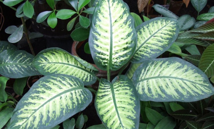 Диффенбахія Баузе