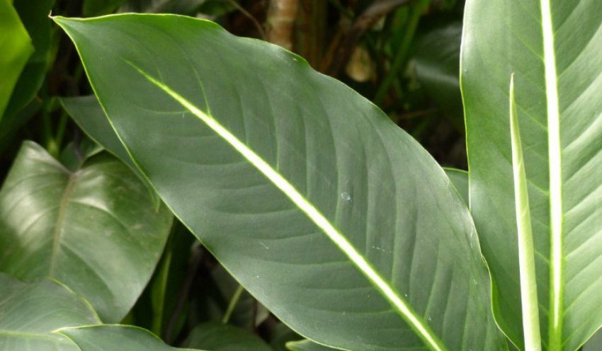 Диффенбахія ерстеда