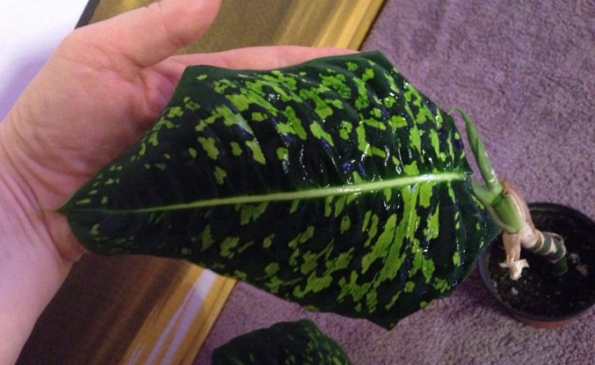 Диффенбахія рефлектор