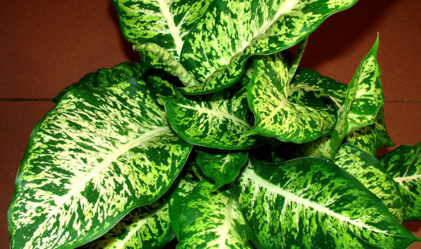 Диффенбахія Марс