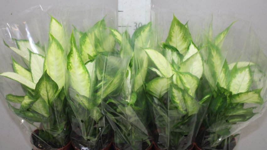 Диффенбахія компакта