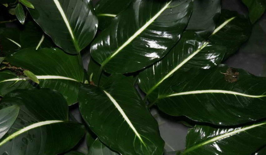 Диффенбахія Грін Меджік