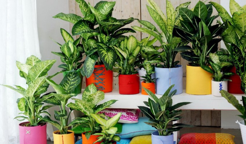 Диффенбахія